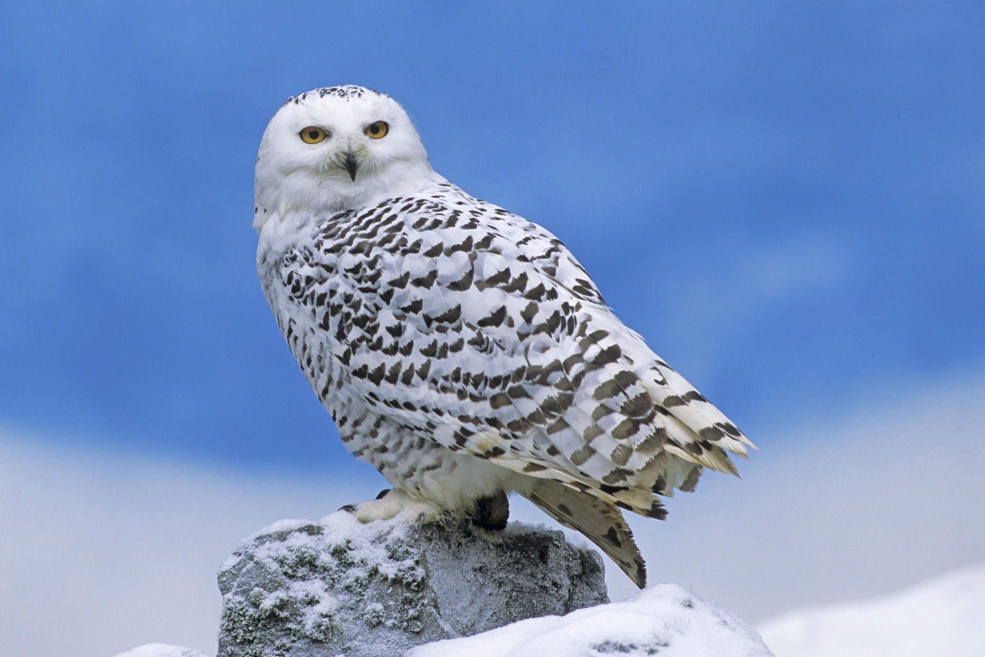 Snowy Owl9059011768